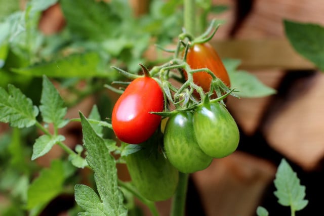 Der Geruch von Tomaten soll Kohlfliegen abschrecken.
