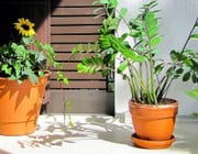 Mulchen ist nicht nur den Garten gut, auch deine Balkonpflanzen profitieren sehr davon, wenn du sie mulchst.