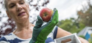 Wie erkenne ich, ob die Äpfel am Baum schon reif sind?