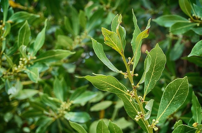 A laurel bush from which laurel oil can be obtained.