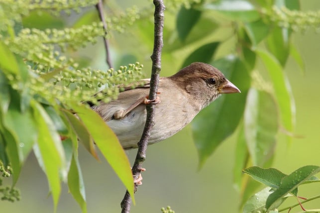 spatzen-und-andere-voegel-freuen-sich-ueber-einen-moe-cc0-pixabay-christian_crowd-250213_download Spatzen und andere Vögel freuen sich über einen möglichst wilden Garten.