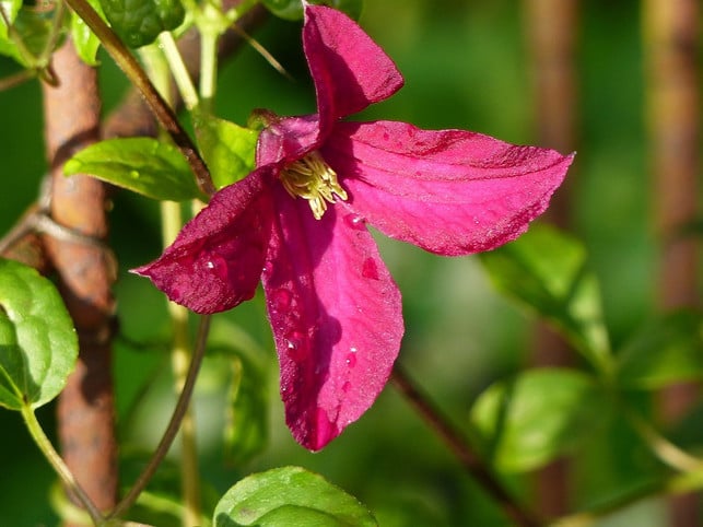 cc0-pixabay-tingeling-180629_download Clematis ist eine bienenfreundliche Kletterpflanze und wächst auch auf dem Balkon.