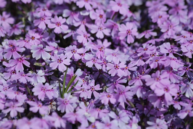 polsterphlox-ist-ein-schnellwachsender-bodendecker-cc0--pixabay--zoosnow-250513_download Polsterphlox ist ein schnellwachsender Bodendecker, der sich wie ein blühender Teppich in deinem Garten ausbreitet.
