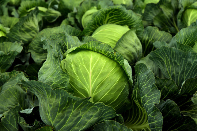 kohl-konkurriert-mit-tomaten-um-die-naehrstoffe-cc0-pixabay-ulleo-250407_download Kohl konkurriert mit Tomaten um die Nährstoffe.
