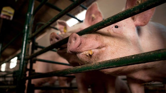 Schweine können Überträger von Krankheiten sein Wegen Ukrainekrieg: Deutsche Umwelthilfe fordert ein Drittel weniger Tiere in Massentierhaltung