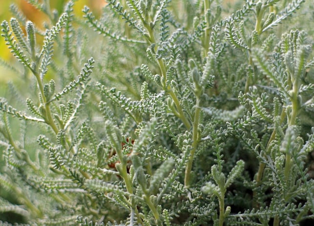 du-kannst-olivenkraut-auch-in-deinem-garten-pflanz-cc0-pixabay-antranias-190704_download Du kannst Olivenkraut auch in deinem Garten pflanzen.