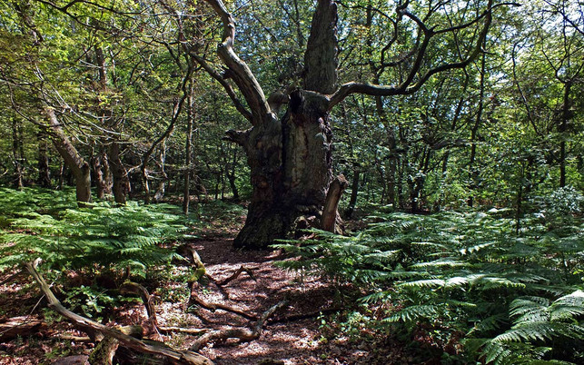 urwaelder-europa-insel-vilm-x-nnordost-180130-1280x800 Urwald auf der Insel Vilm