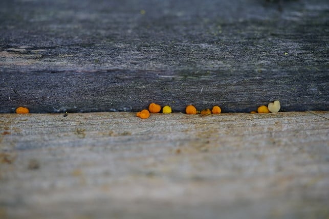 You can often get pollen directly from beekeepers.