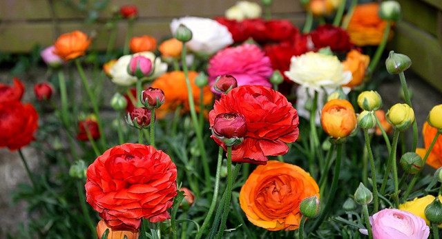 59+ Ranunkeln Im Garten, Erfahren sie, wie sie ranunkeln richtig