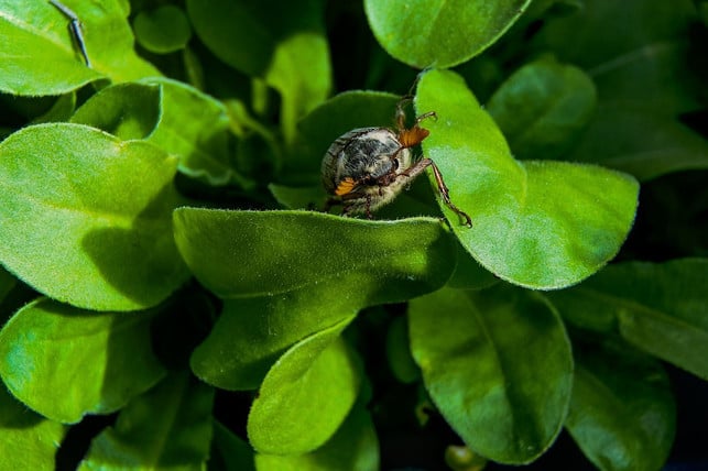 maikaefer-fressen-bevorzugt-blaetter-von-laubbaeumen-cc0-pixabay-walter46-240626_download Maikäfer fressen bevorzugt Blätter von Laubbäumen.