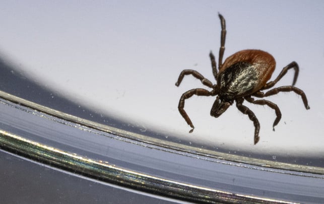 Gemeiner Holzbock Der Gemeine Holzbock kann Borreliose und FSME übertragen.