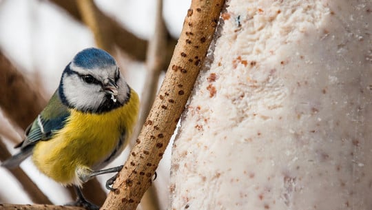 voegel-fuettern-und-ratten-fernhalten-pb-jagdi 3 Tipps: Vögel füttern, ohne Ratten anzulocken