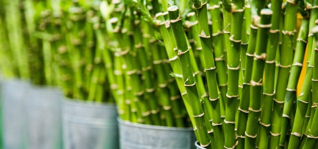 Bambus vermehren