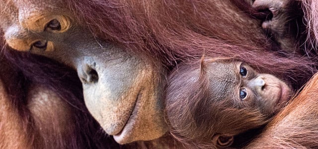 Orang-Utans schützen