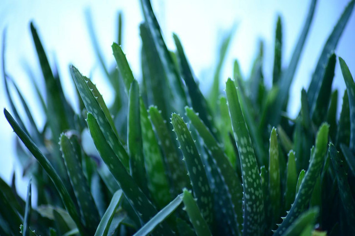 Aloe Vera umtopfen: Richtiger Zeitpunkt und Substrat - Utopia.de