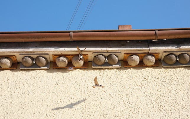 Schwalbennester: Um sie zu bauen oder zu reparieren brauchen Schwalben Lehm Schwalbennester: Um sie zu bauen oder zu reparieren brauchen Schwalben Lehm