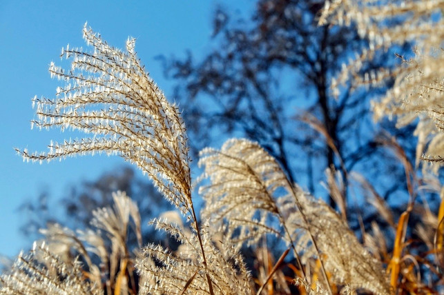 sommergruene-ziergraeser-solltest-du-im-fruehling-sch-cc0-pixabay-couleur-211228_download Sommergrüne Ziergräser solltest du im Frühling schneiden.