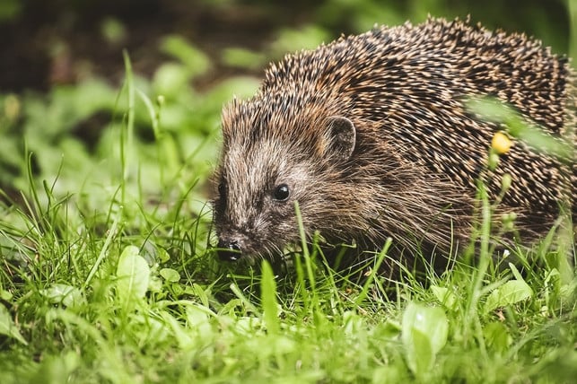 im-fruehling-erwachen-igel-wieder-aus-ihrem-winters-cc0-pixabay-alexas_fotos-200925_download Im Frühling erwachen Igel wieder aus ihrem Winterschlaf.