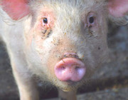 Sinkender Fleischkonsum: Deutsche essen weniger Fleisch, Schwein schaut in Kamera