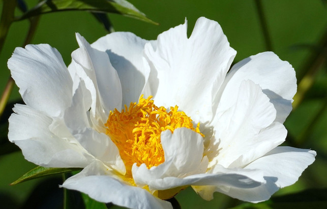 achte-bei-pfingstrosen-auf-halbgefuellte-oder-ungef-cc0-pixabay-matthiasboeckel-241018_download Achte bei Pfingstrosen auf halbgefüllte oder ungefüllte Blüten.