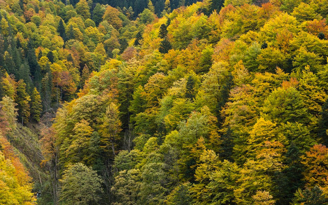 urwaelder-europa-retezat-p-EuroNatur-Matthias-Schickhofer-180130-1200x750 Urwald im Retezat Nationalpark in Rumänien, Karpaten