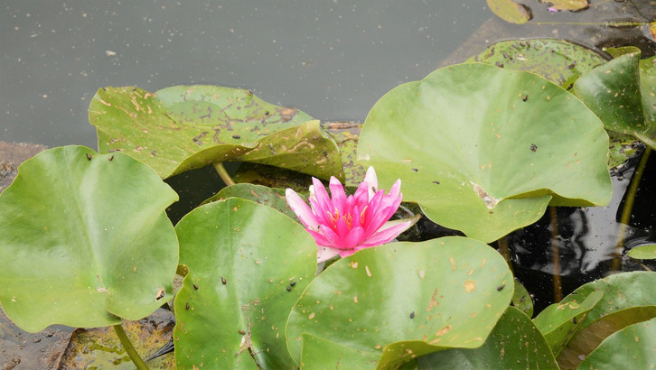 Seerose: Pflanzen, Pflegen und Wissenswertes - Utopia.de