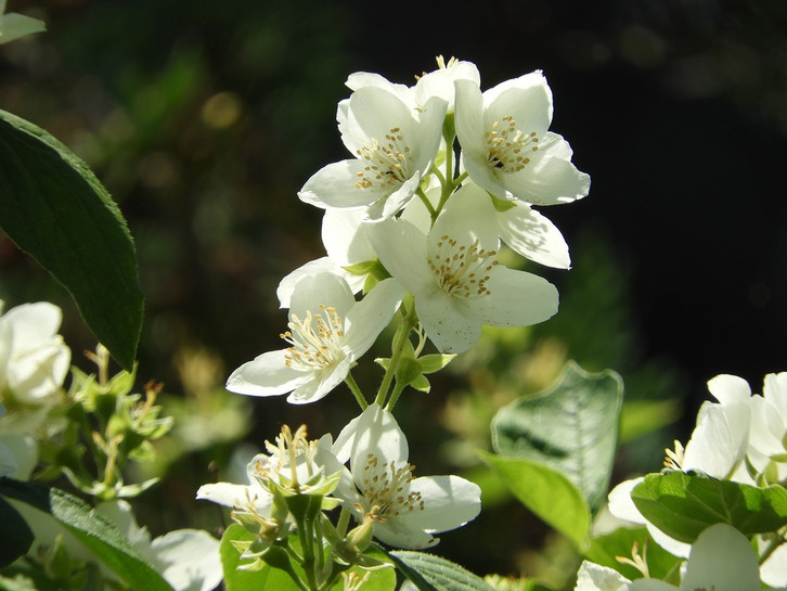 Jasmin berwintern: So bersteht die Blume die kalte Jahreszeit - Utopia.de