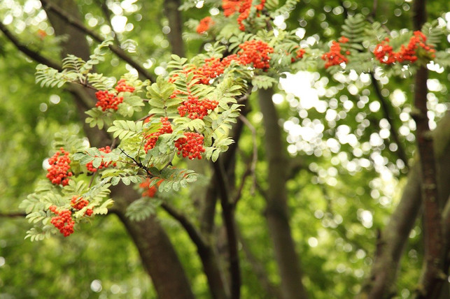 die-eberesche-waechst-hoch-und-ist-von-grosse-gruene-cc0-pixabay-ottabatta-200512_download Die Eberesche wächst hoch und ist von große, grünen Blättern und farbigen Vogelbeeren geprägt.