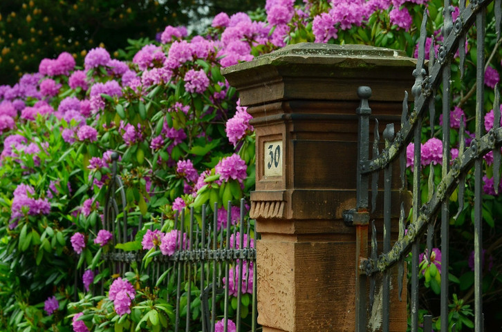 Rhododendron schneiden: So gelingt der richtige Schnitt - Utopia.de