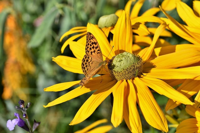 fuer-bienen-und-schmetterlinge-ist-der-sonnenhut-ei-cc0-pixabay-capri23auto-190806_download Für Bienen und Schmetterlinge ist der Sonnenhut ein wichtiger Nahrungslieferant.