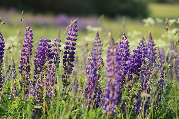 Lupins are poisonous when unprocessed.