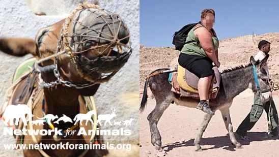 eselreiten-tiere-touristen-leiden-z-network-for-animals-180802 Esel reiten Touristenattraktion Tiere leiden