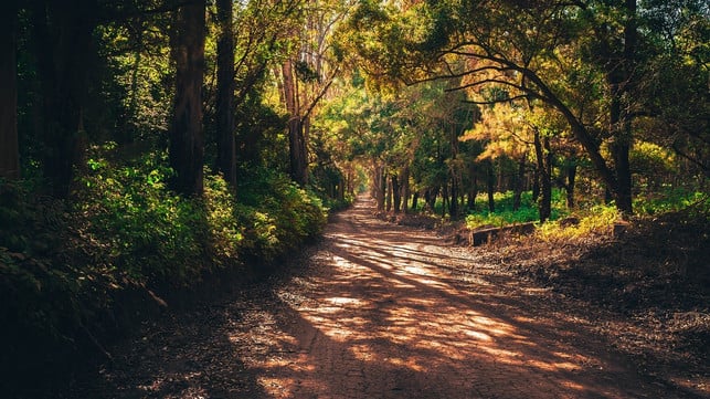 waldbaden-natur-und-entspannung-cc0-pixabay-fgmsp-180702_download Der Wald lässt uns unsere Sinne öffnen.