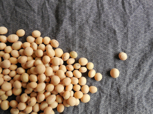 tempeh-als-veganes-probiotikum-cc0-pixabay-jing-180827_download Tempeh ist ein veganes Probiotikum, das auch sehr gut als Fleischersatz verwendet werden kann.