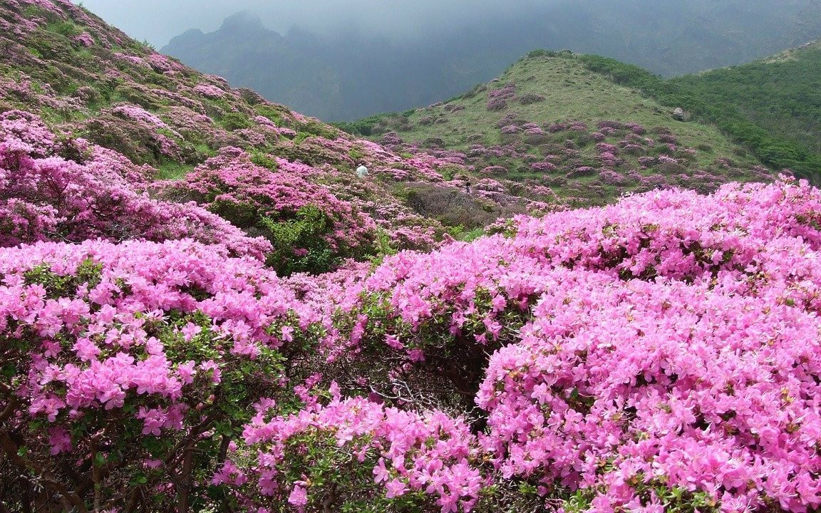 Rhododendron umpflanzen: Das solltest du beachten - Utopia.de