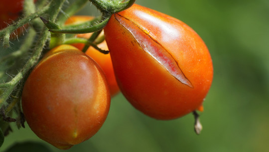 tomaten-platzen-risse-verhindern-cc0--pixabay--ivabalk-250713 tomaten platzen risse verhindern