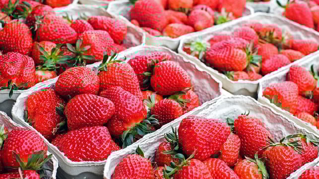 erdbeeren-cc0-pixabay-couleur-230502 erdbeeren