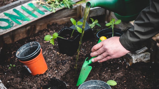 ut-podcast-folge100-begleitartikel-us-jonathan-kemper-220222-1280x720 Symbolbild zu Interview mit Judith Rakers über Homefarming: Eine Hand topft Setzlinge in ein Hochbeet