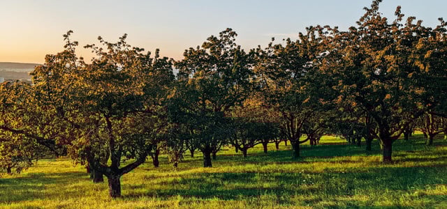 Obstbäume vor Oktober schneiden