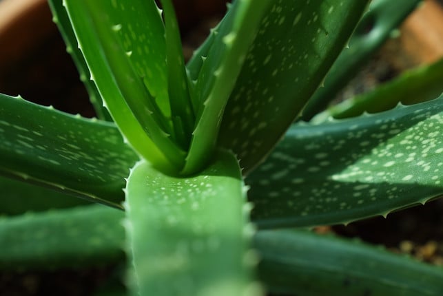 die-echte-aloe-vera-erkennst-du-daran-dass-sie-ke-cc0-pixabay-spencerwing-240104_download Die echte Aloe vera erkennst du daran, dass sie keinen Stamm hat. Die Blätter sind saftig grün und gezackt am Rand.