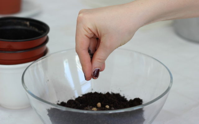 Seed Bombs basteln Seed Bombs basteln