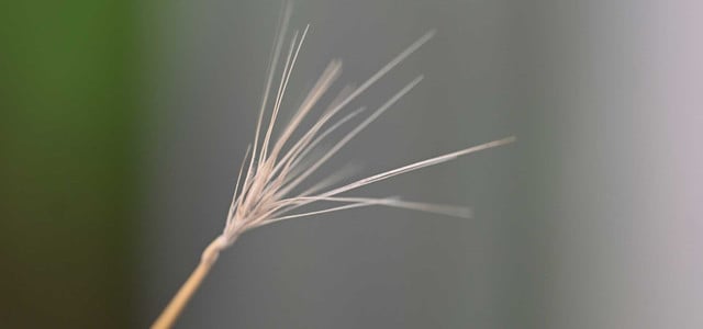 Diese kleine Pflanze kann Haustieren gefährlich werden: Was Halter:innen wissen müssen