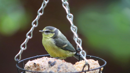 meisen-fuettern-cc0-pixabay-nennieinszweidrei-250211 meisen füttern