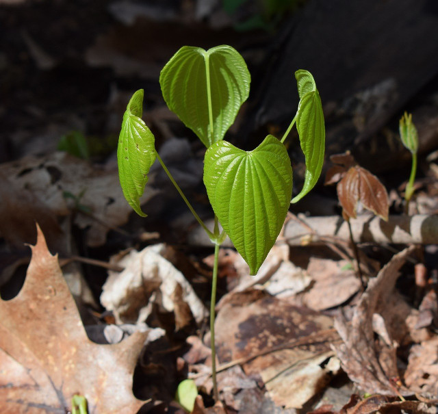 Yam plant.