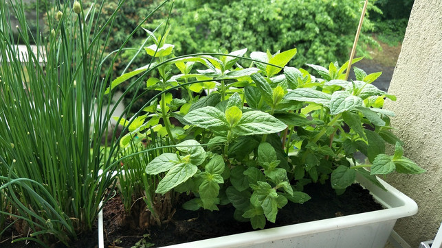 minze-anpflanzen-gelingt-auch-auf-dem-balkon-sven-christian-schulz-utopia-180614_download Minze anpflanzen gelingt auch auf dem Balkon