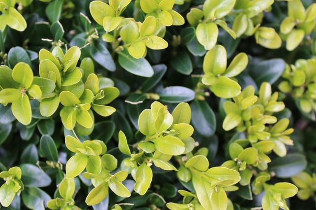 junge-triebe-nach-rueckschnitt-cc0-pixabay-uki_71-180417_download Wenn du den Buchsbaum schneidest, wachsen junge Triebe nach.