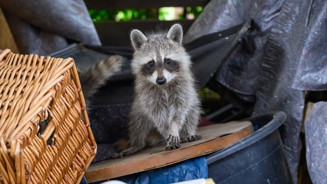 Waschbär vertreiben: So lockst du ihn friedlich aus deinem Garten Waschbär vertreiben