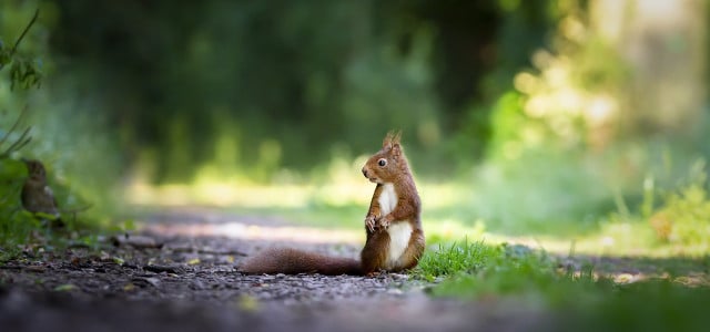 Sind rote oder schwarze Eichhörnchen heimisch?