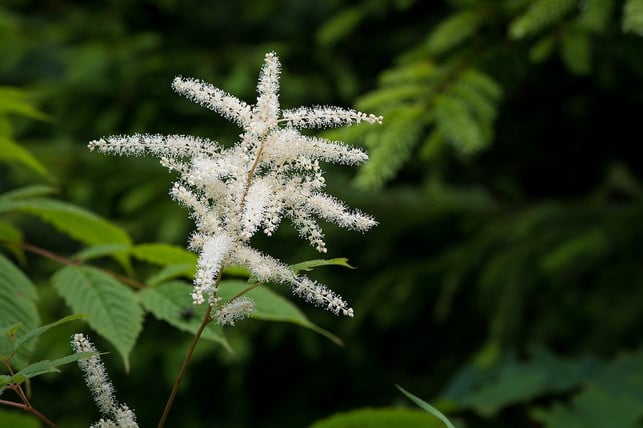 astilben-sind-schattenstauden-und-bluehen-laenger-al-cc0-pixabay-pezibear-200117_download Astilben sind Schattenstauden und blühen länger als viele andere Gartenpflanzen.