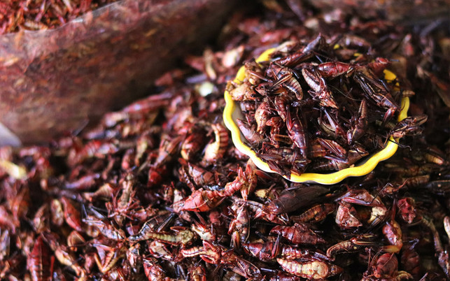 Essbare Insekten: Heuschrecken Essbare Insekten: Heuschrecken